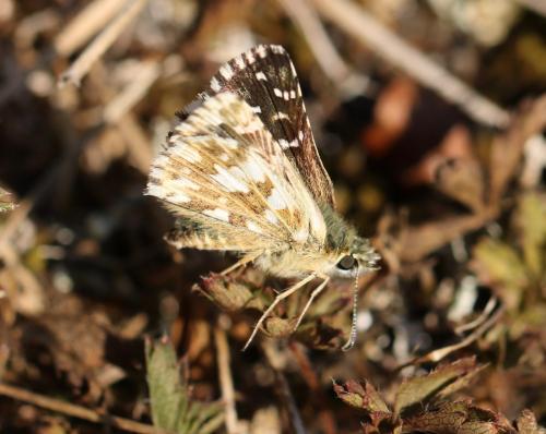 Pyrgus sp.